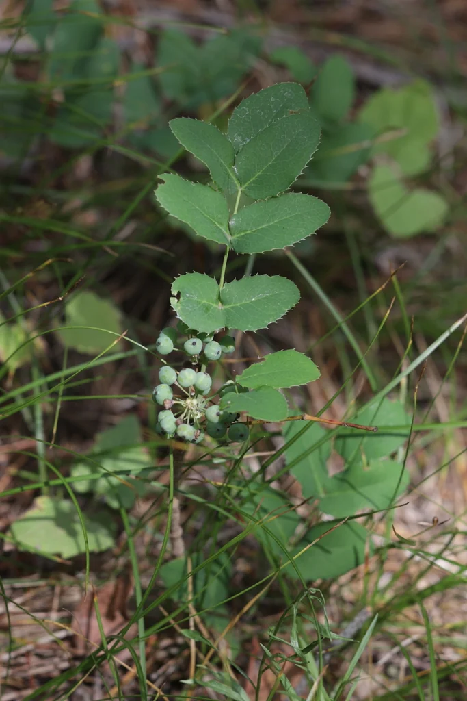 Mahonia Repens