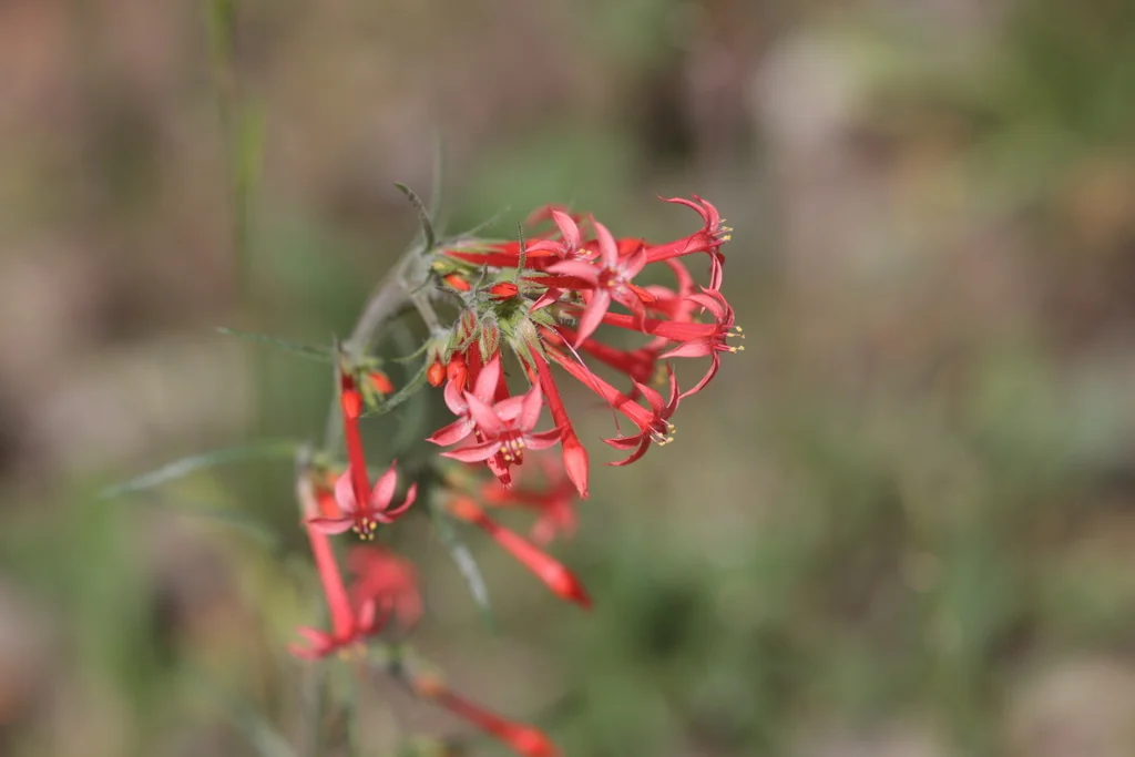 Ipomopsis Aggregata