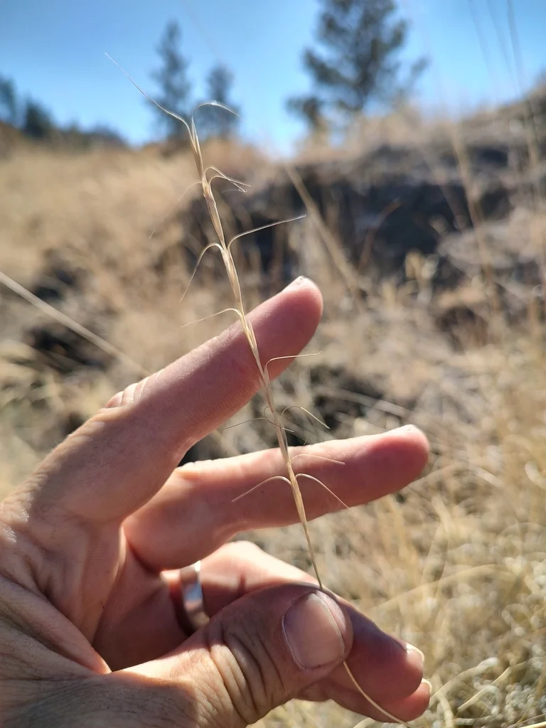 Pseudoroegneria Spicata