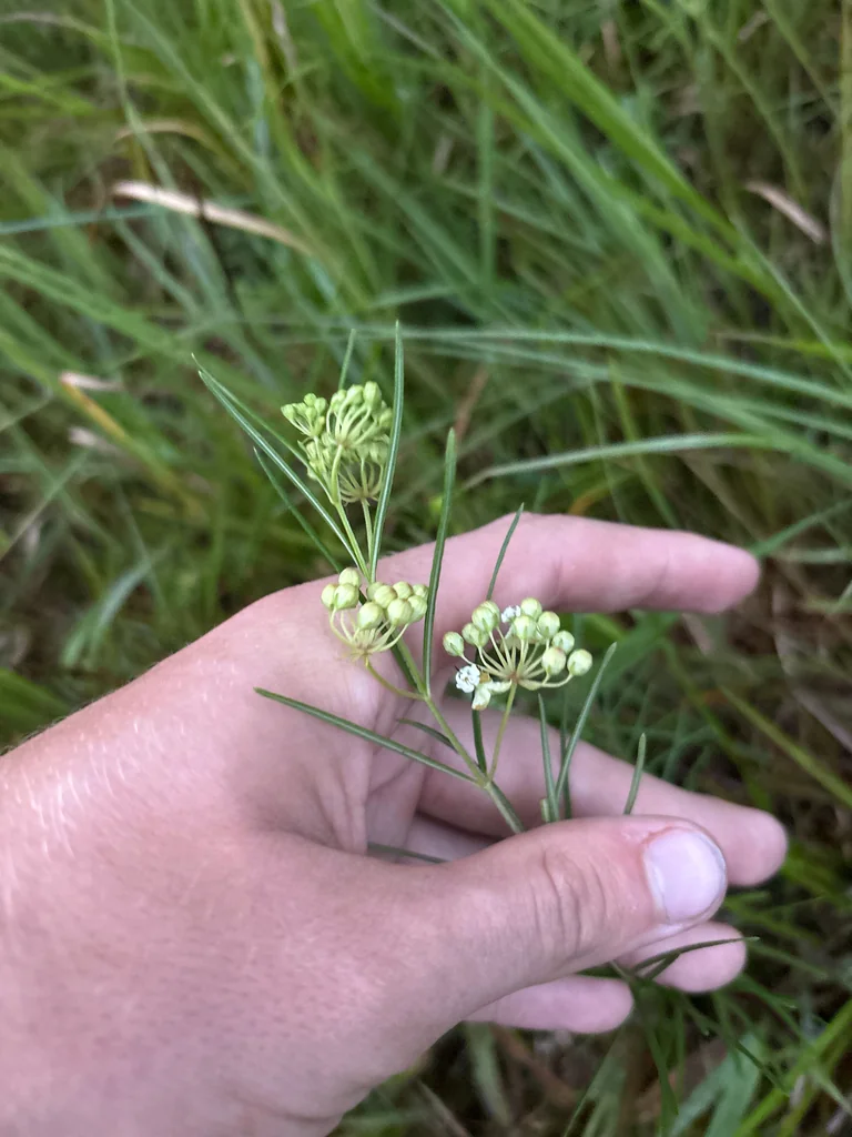 Asclepias Verticillata