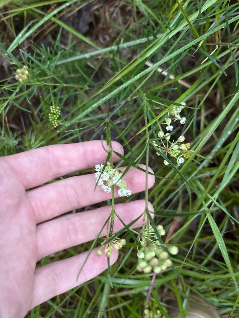Asclepias Verticillata
