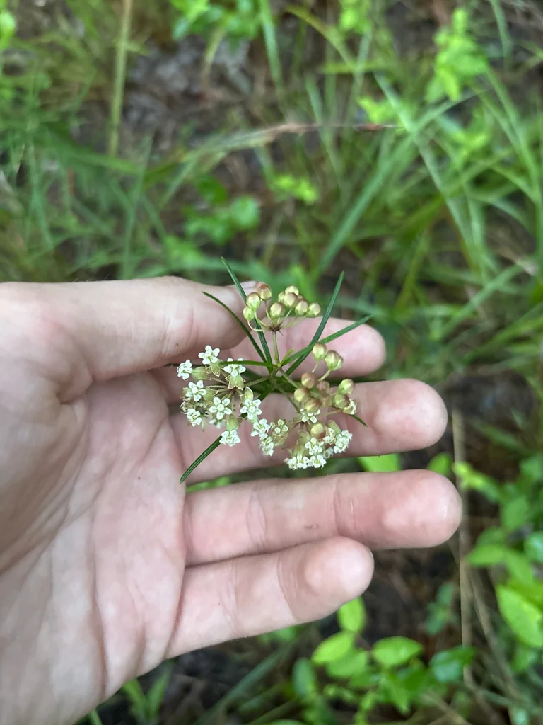 Asclepias Verticillata