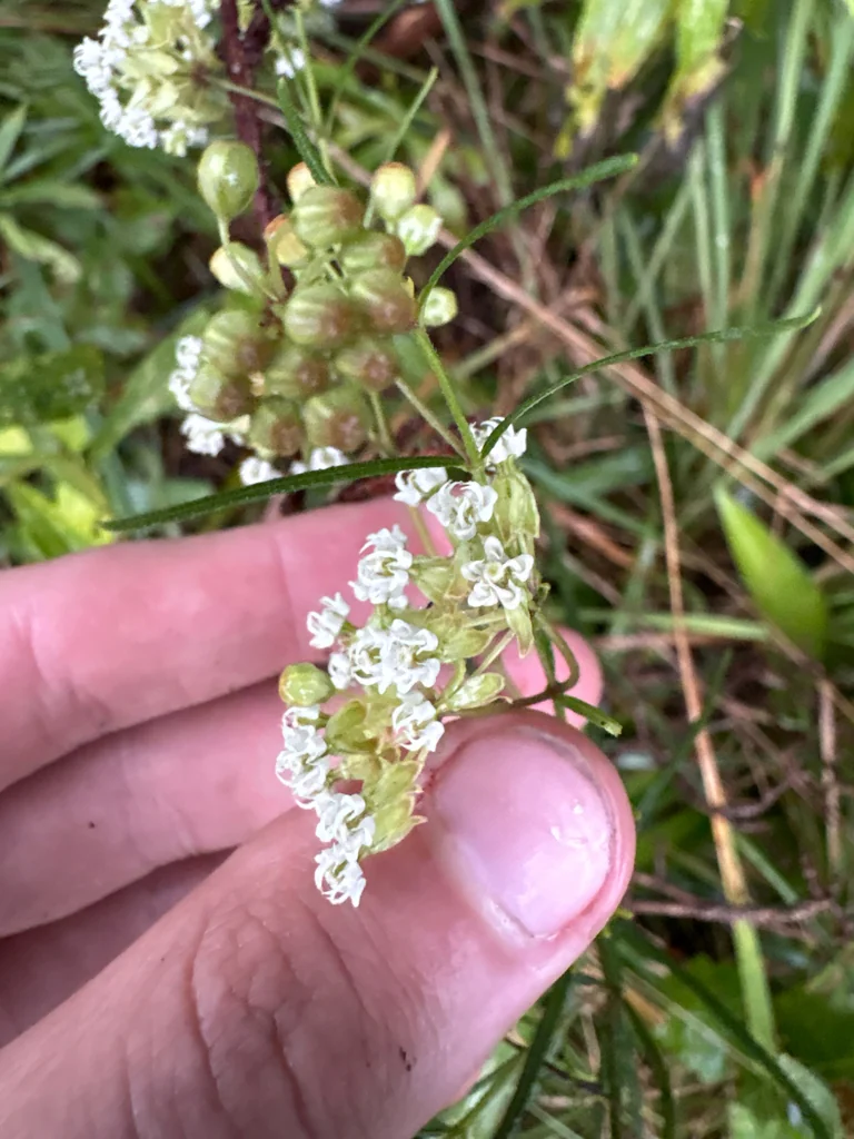 Asclepias Verticillata
