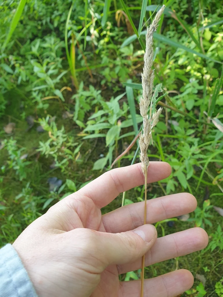 Phalaris Arundinacea Picta