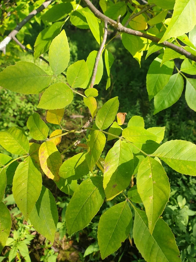 Fraxinus Pennsylvanica