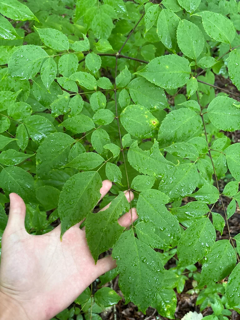 Aralia Spinosa