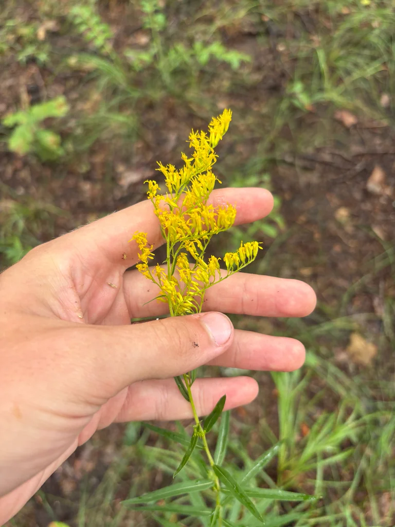 Solidago Odora