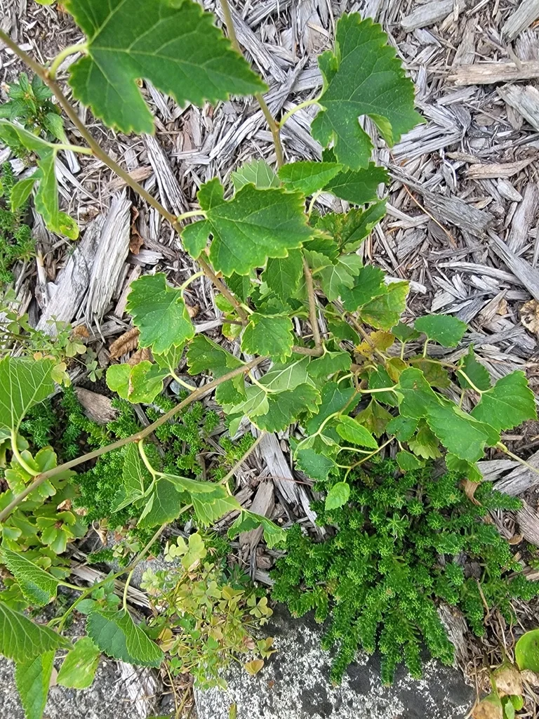 Morus Alba