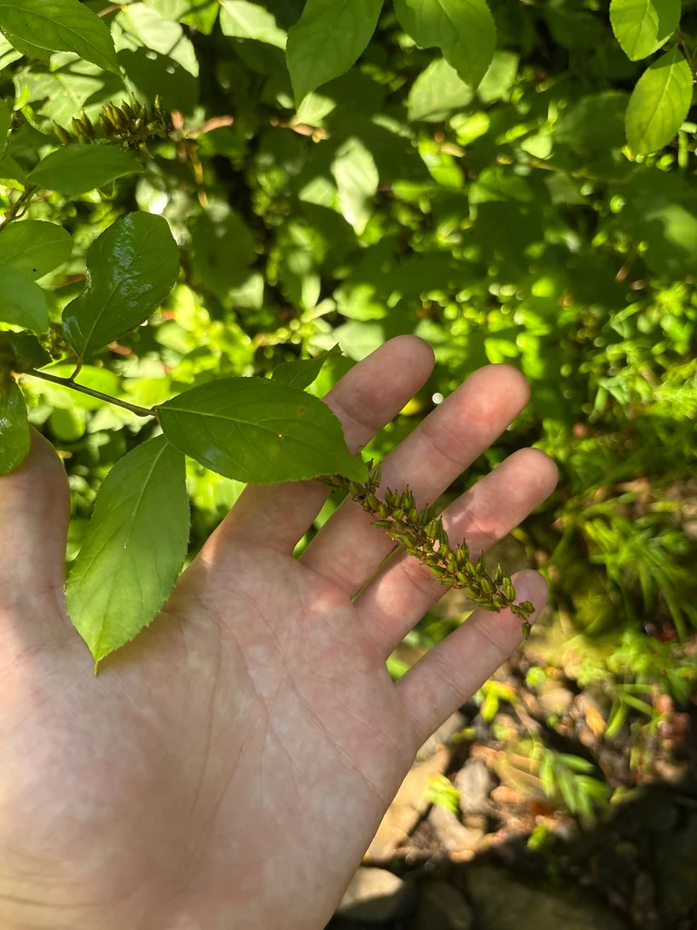 Itea virginica