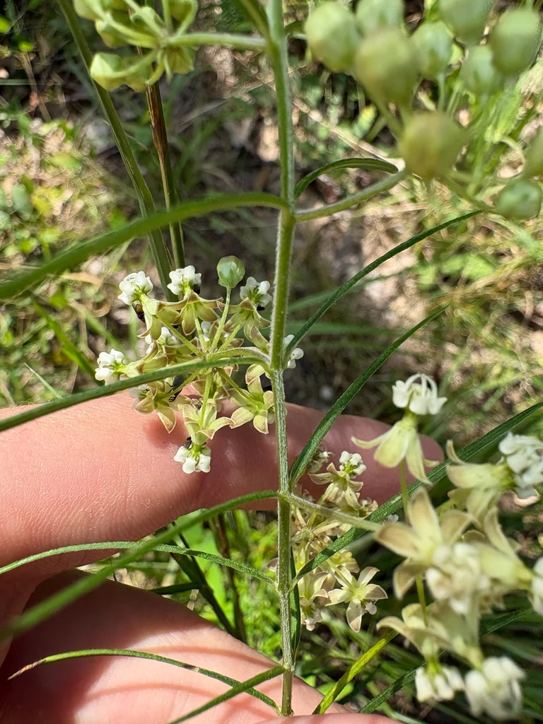 Asclepias Verticillata