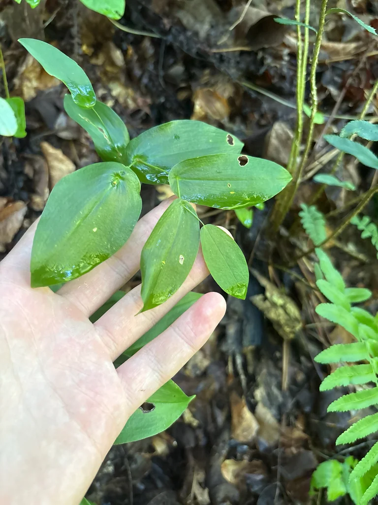 Uvularia Perfoliata