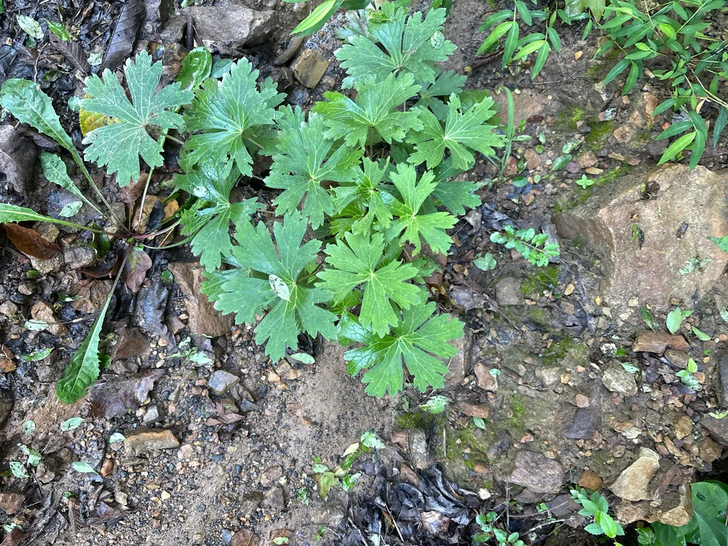 Geranium Maculatum