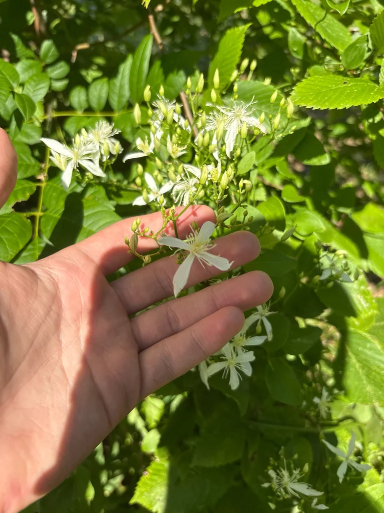 Clematis Ternifolia