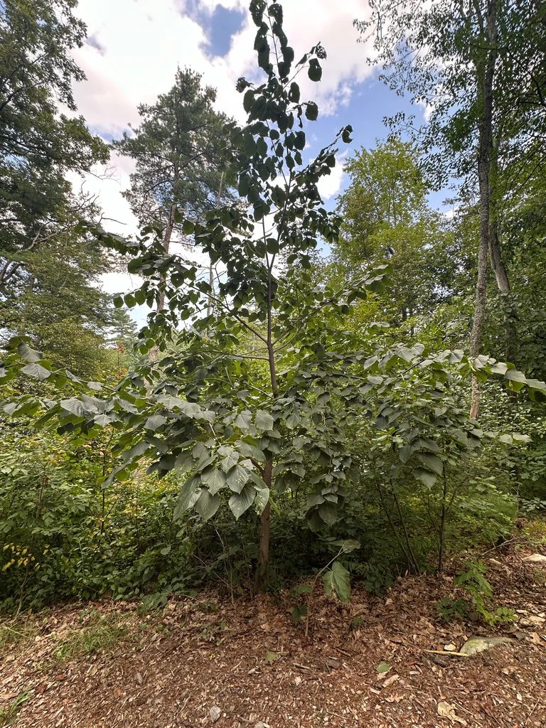 Tilia Americana