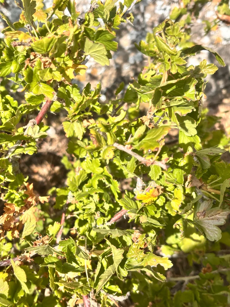 Ribes Uva-Crispa