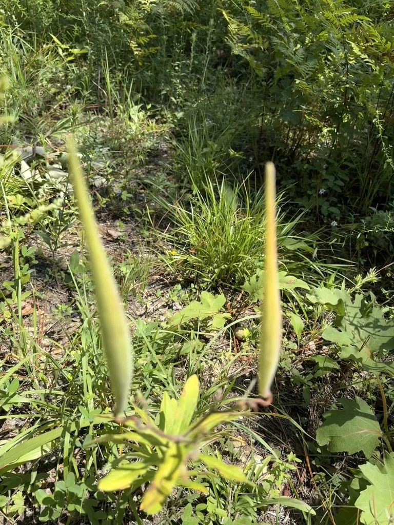 Asclepias Tuberosa