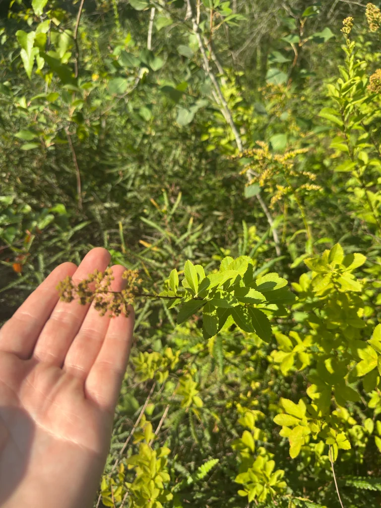 Spiraea Alba