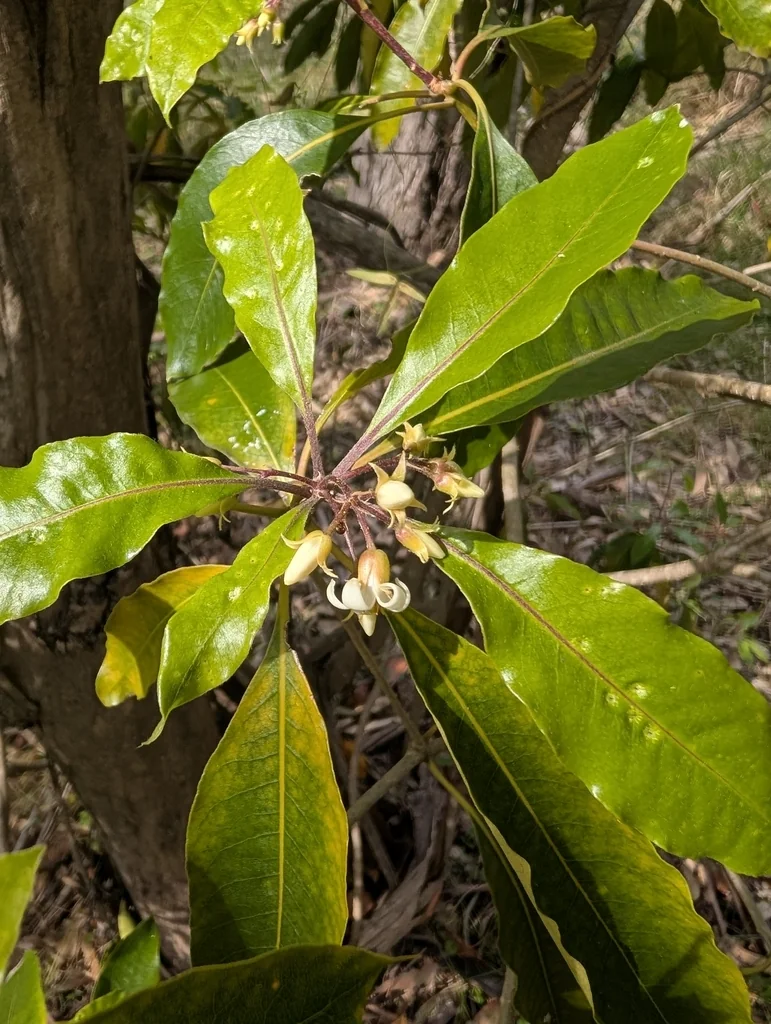 Pittosporum Undulatum