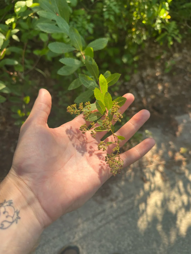 Spiraea Alba