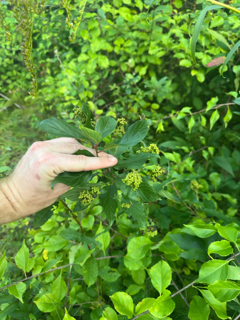 Ceanothus Americanus