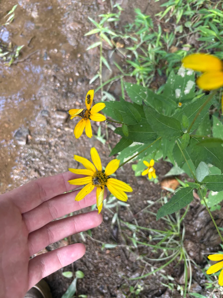 Heliopsis helianthoides