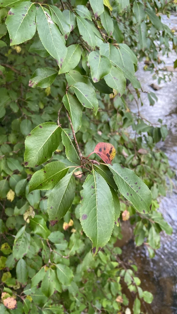 Viburnum Prunifolium