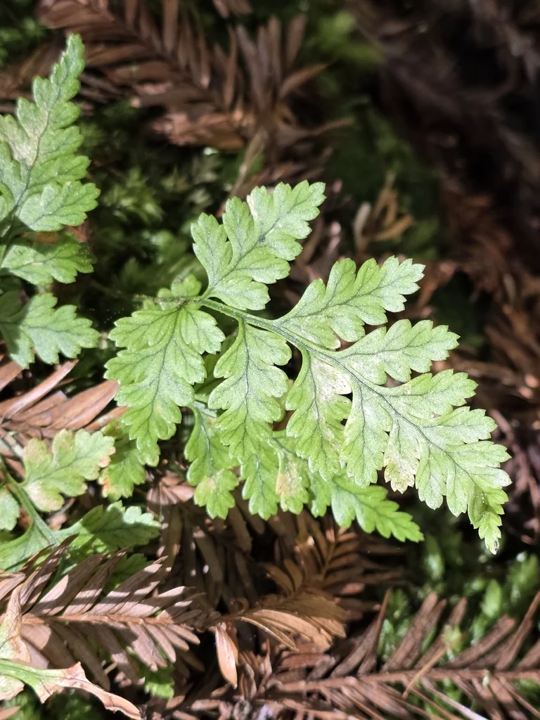 Rumohra Adiantiformis