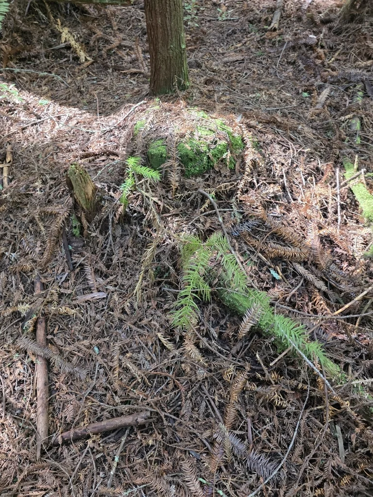 Cunninghamia Lanceolata