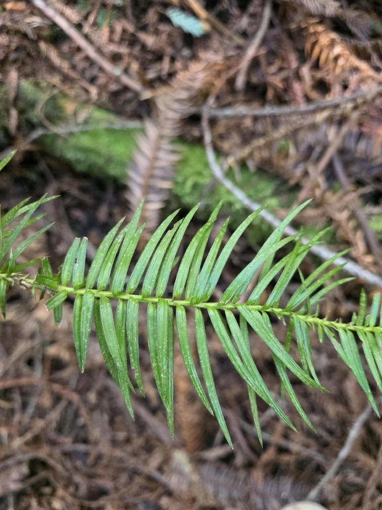 Cunninghamia Lanceolata