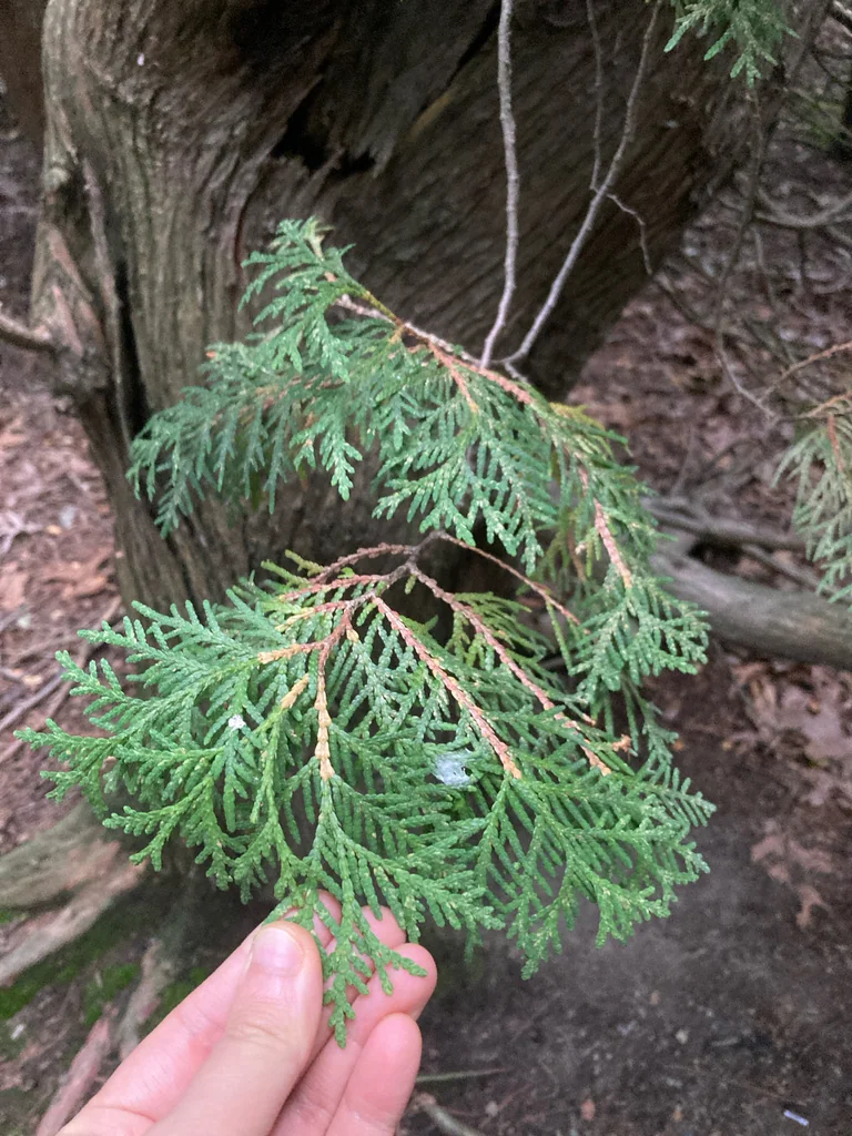 Thuja occidentalis