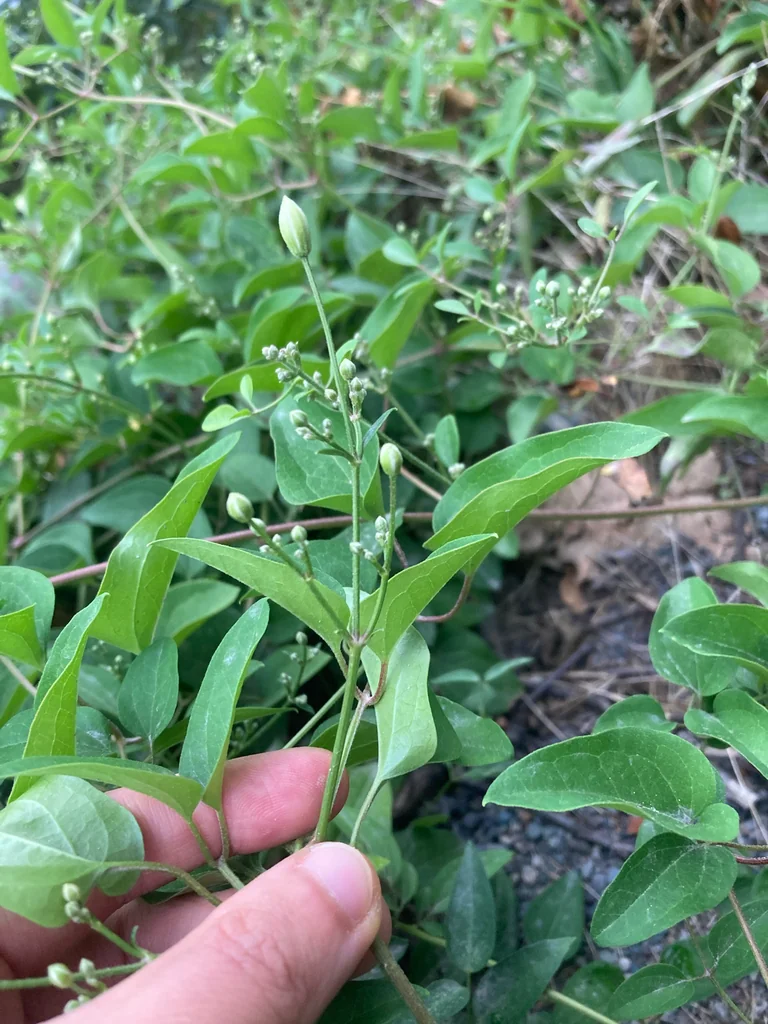 Clematis Ternifolia