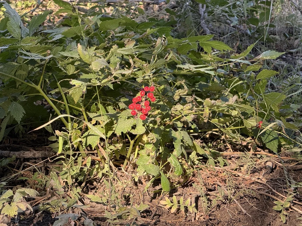 Actaea Rubra