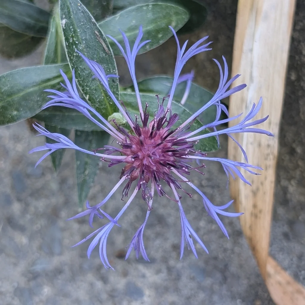 Centaurea Montana
