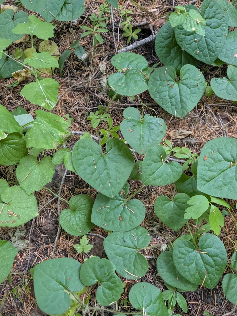 Asarum Caudatum