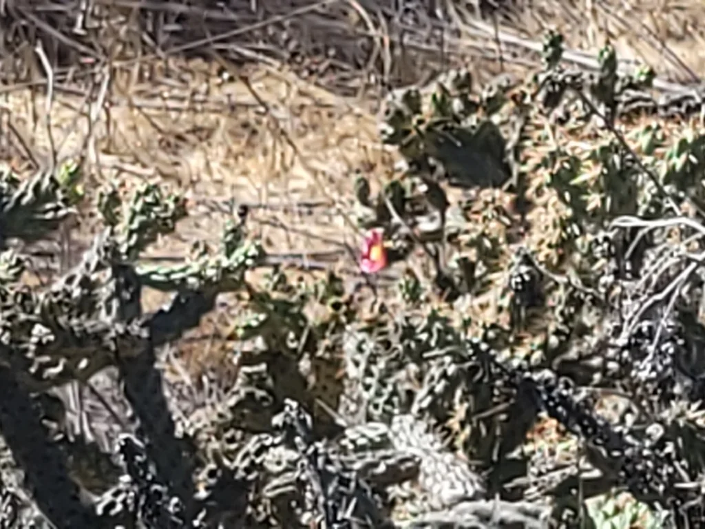 Cylindropuntia prolifera