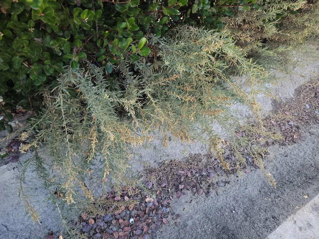 Atriplex Canescens