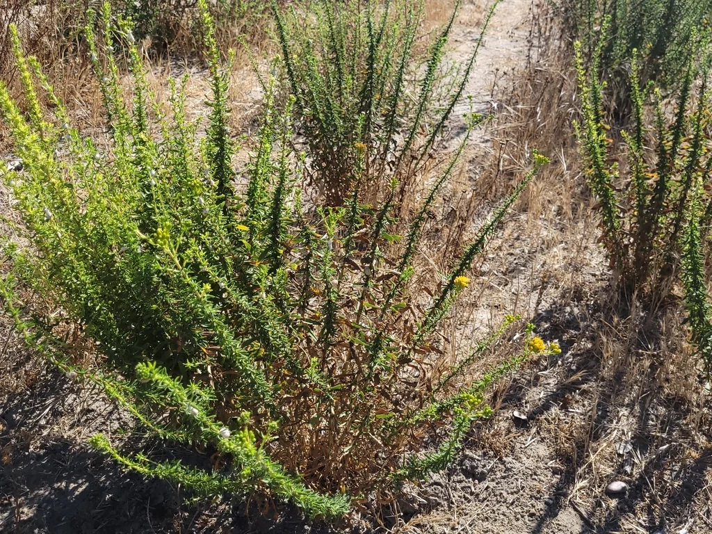 Isocoma Menziesii