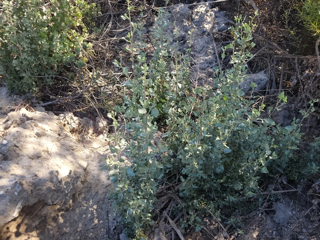 Atriplex Lentiformis