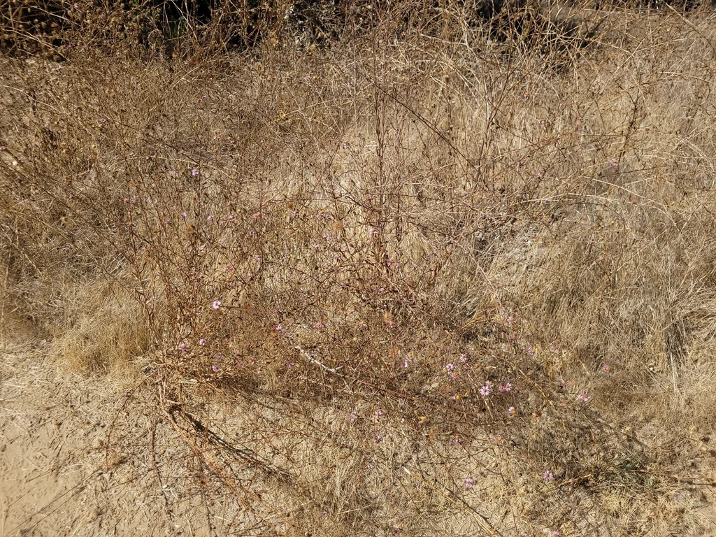Lessingia Filaginifolia