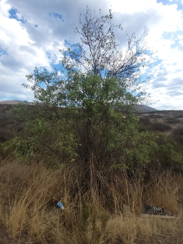 Sambucus Mexicana