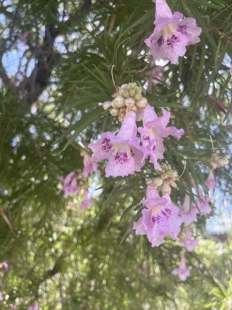 Chilopsis Linearis