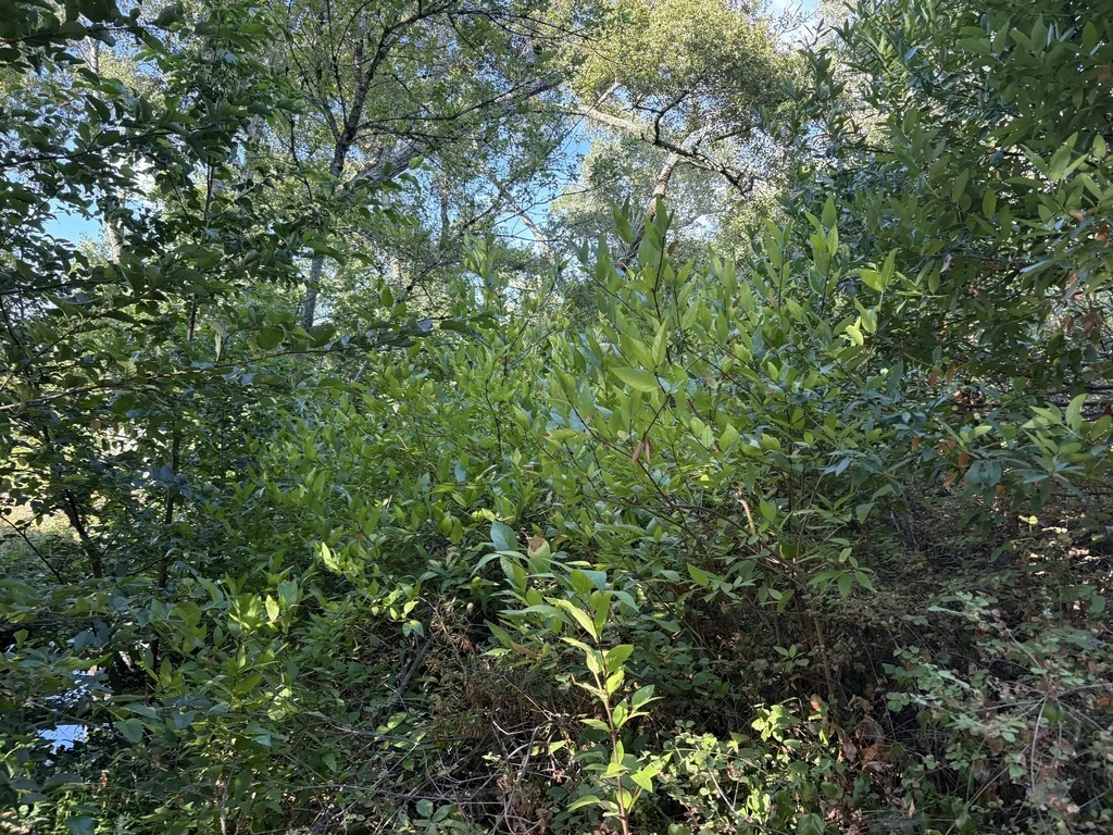 Calycanthus Occidentalis