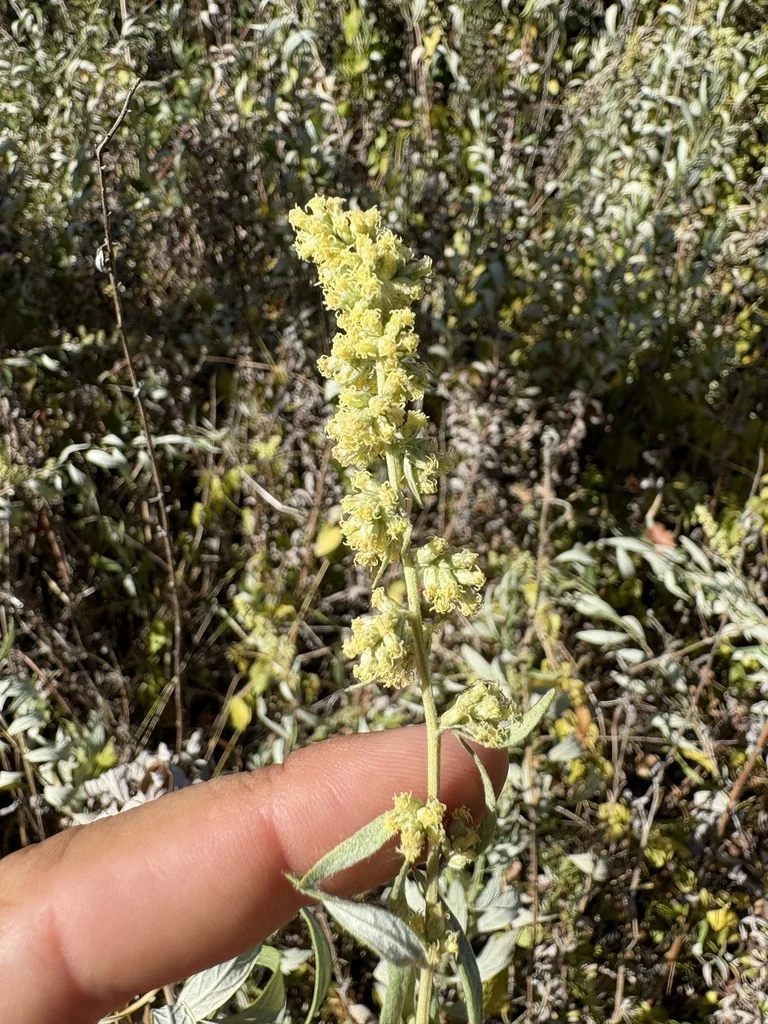 Artemisia Douglasiana