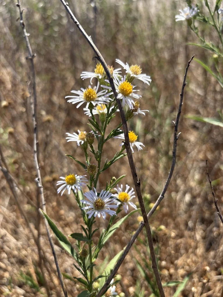 Symphyotrichum Chilense