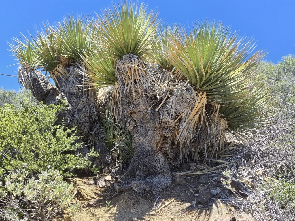 Nolina Parryi