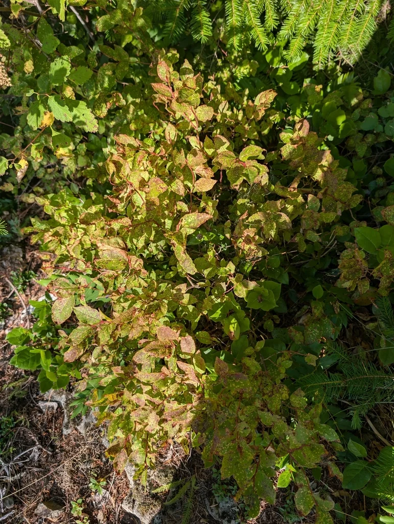Vaccinium Membranaceum