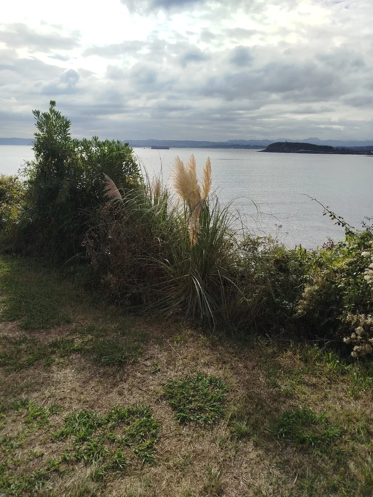 Cortaderia Selloana