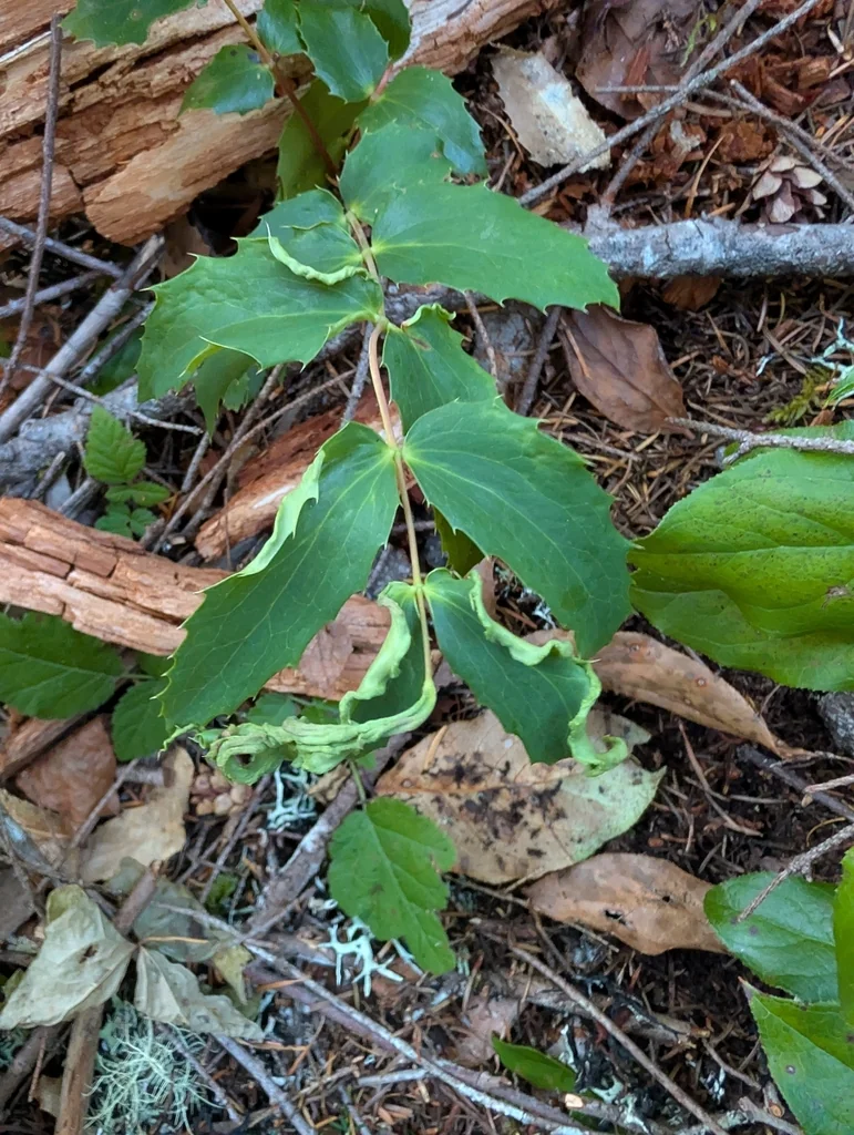 Berberis Nervosa