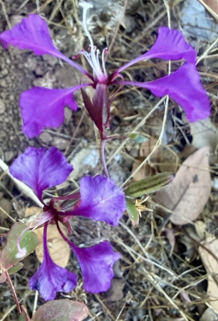 Clarkia Unguiculata