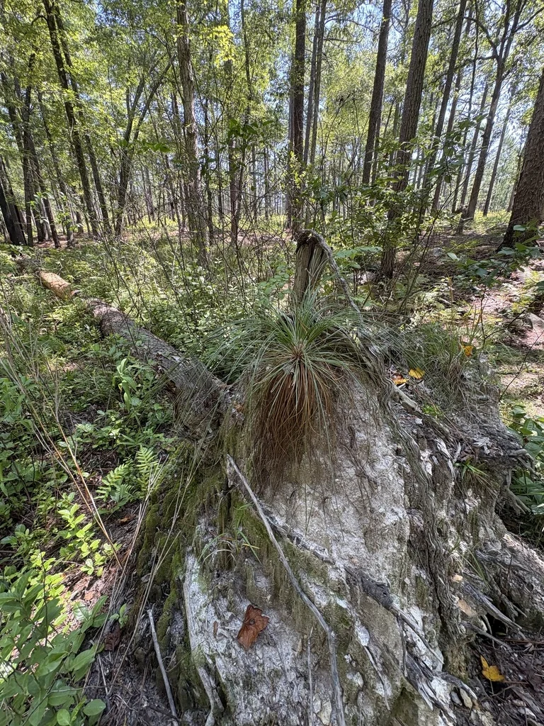 Pinus Palustris